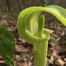 Image result for Arisaema