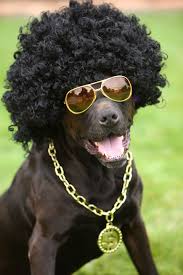 Animal hair is usually called fur. Funny Animal Hairstyles Dog Curly Hair 1