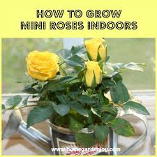 Maybe you would like to learn more about one of these? How To Grow Mini Roses Indoors Plants Indoor Roses Planting Roses