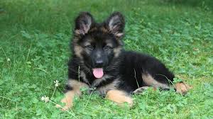 If a hybrid puppy takes after its german shepherd parent, then they may mature to between 80 and 90 pounds. Wallpaper Animals Grass Clovers German Shepherd Puppies Puppy 1920x1080 Px Vertebrate Dog Like Mammal Dog Breed Group Carnivoran Dog Crossbreeds Dog Breed East European Shepherd Shiloh Shepherd Dog German Shepherd Dog