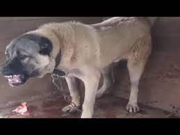 World strongest dog bite kangal bite force 743 psi. Angry Kangal Massive Food Aggression Youtube