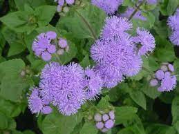 Ageratum Available June September Mosquito Repelling Plants Plants August Flowers