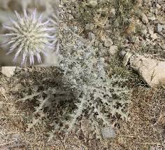 Image result for Echinops longifolius