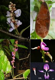 Image result for Millettia dura