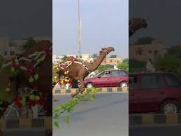 Cow of qurbani (sacrifice) run before qurbani. Angry Camel Running Before Qurbani Eid Ul Adha Youtube