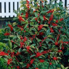 Winterberry Shrub Winterberry Holly Holly Shrub Rose Trees