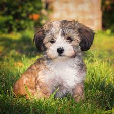 You will see pictures of some of my babies here plus their parents, grandparents, great grandparents.etc. Havanese Puppies For Sale