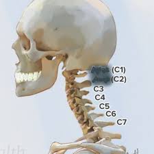 Boyun C1 C2 C3 C4 C5 C6 Ve C7 Omurgalarinin Arasindan Boyun Ve Kol Bolgesine Giden Sinirler Cikar Bu Sinir Bolgenin Motor Ve Duyusal Ordu Iletisim Yaya