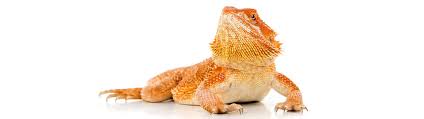 So After I Posted A Pic Of My Bearded Dragon People Said That Red Light Is  Not Good And I Wanna Know If Theres Other Things I Should Change : R/ Beardeddragons