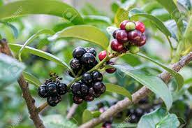 In england they are ignored, or suspected of being poisonous, but it seems as if they were eaten in at least some parts of ireland: Prunus Laurocerasus Cherry Laurel Shrub Ripening Fruits On Branches Stock Photo Picture And Royalty Free Image Image 88807197