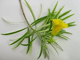 Image result for Cascabela