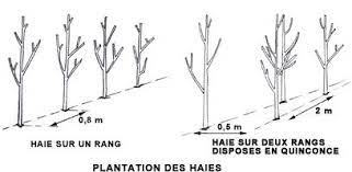 On en dénombre différentes espèces parmi lesquelles prunus laurocerasus. Planter Une Haie Gamm Vert