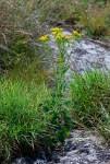 Image result for Senecio milanjianus
