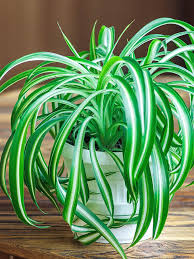 Image result for Chlorophytum macrorrhizum