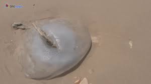 Four oral arms and long marginal tentacles hang from the bell and may extend several feet. Scientist Research Jellyfish Mucus For Sea Cleanup Youtube