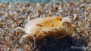 Even though sand fleas are quite small, they can cause severe skin problems. Sand Flea Bites Symptoms Treatment Video Lesson Transcript Study Com