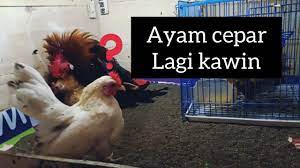 Sani bela ayam serama dalam reban. Cara Kawin Ayam Kate Dengan Ayam Serama Youtube