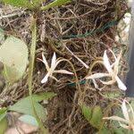 Image result for Aerangis collum-cygni