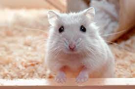 Hamster Care Basics For Beginner Pet Owners | Lovetoknow