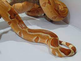 Hypo Red Pastel Boa Constrictor My Female Bci Aurora Boa Constrictor Cute Animals Animals