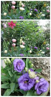 Grow This Lisianthus Victoria Elizabeth Barnes Beautiful Flowers Flower Garden Plants