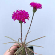 Image result for Senecio sp.no.1