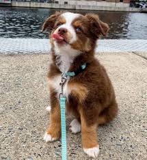 Toy and mini aussies puppies for sale. 16 Things You Need To Know About The Toy Australian Shepherd