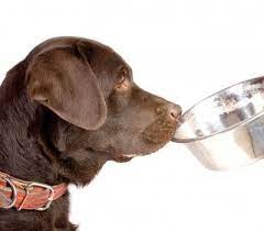 Email this email address is being protected from spambots. Food Stamps For Pets Nationwide Assistance Program For Low Income Pet Parents The Dogington Post
