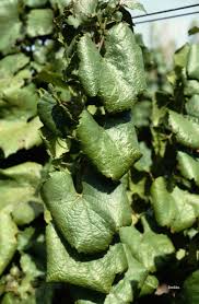 Image result for Grapevine leafroll virus