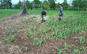 Jagung tersebut merupakan salah satu komoditas yang utama yang memberikan peran. Babinsa Bantu Petani Pupuk Tanaman Jagung Di Kelurahan Tumubui Kilas Sulut