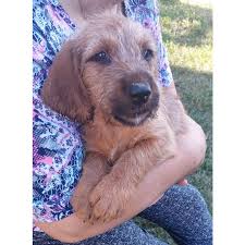 Image result for štýrský brakýř