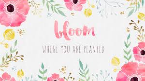 1920x1080 Free Desktop Wallpaper Bloom Where You Are Planted Cute Desktop Wallpaper Spring Desktop Wallpaper Free Desktop Wallpaper