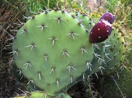 Image result for Opuntia
