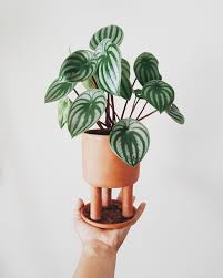 Watermelon Peperomia In A Studio Arhoj 3 Legged Planter Indoorgarden In 2020 Plant Goals Plants Plant Decor
