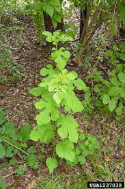 Morus, a genus of flowering plants in the family moraceae, consists of diverse species of deciduous trees commonly known as mulberries, growing wild and under cultivation in many temperate world regions. Morus Alba