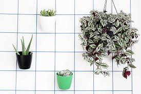 25 Diy Wall Planters Teach You How To Greenify Your Home Pilea repens.suspended plants for home. 25 diy wall planters teach you how to