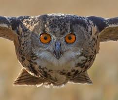 Bird With Big Eyes Name Name That Bird Owl Owl Photos Big Animals