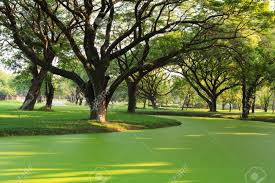 සුමන සමන් දෙවි) is a deity, subject to local and indigenous belief and worship in sri lanka.the name saman means the rising morning sun. Samanea Saman Big Rain Tree Stock Photo Picture And Royalty Free Image Image 35703909