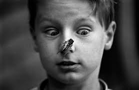 Why some Chicago residents are calling cicada invasion 'Y2Cicada'