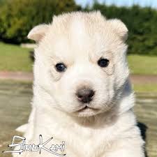 Cachorro Husky GRIS ✓【Sirokami ©】