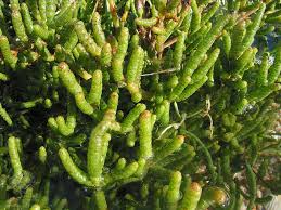 Image result for Sarcocornia perennis