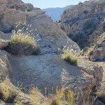 Image result for Tricholaena