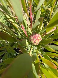 Image result for Protea angolensis