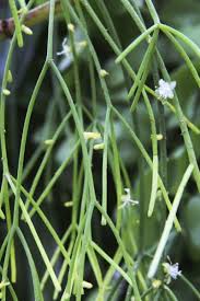 Image result for Rhipsalis