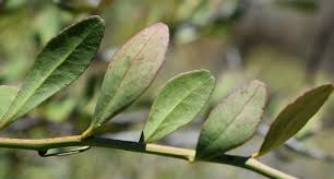 Image result for Gymnosporia buxifolia