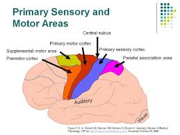 We did not find results for: Accessphysiotherapy Somatosensory Pathways