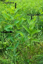 Common Milkweed Milkweed Milkweed Plant Edible Wild Plants