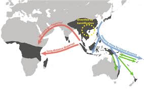 Image result for Elatostema welwitschii