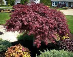 Acer palmatum dissectum 'red dragon' is the red japanese maple for you. Japanese Maple Trees Buy Japanese Maple Trees The Tree Center