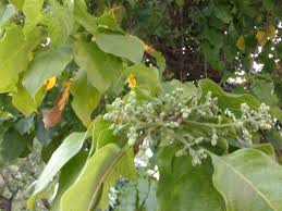 Image result for Combretum kraussii